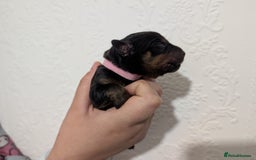 Rottweiler dogs for sale: 🐶 Rottweiler Puppies – German ADRK Bloodlines - Image 9