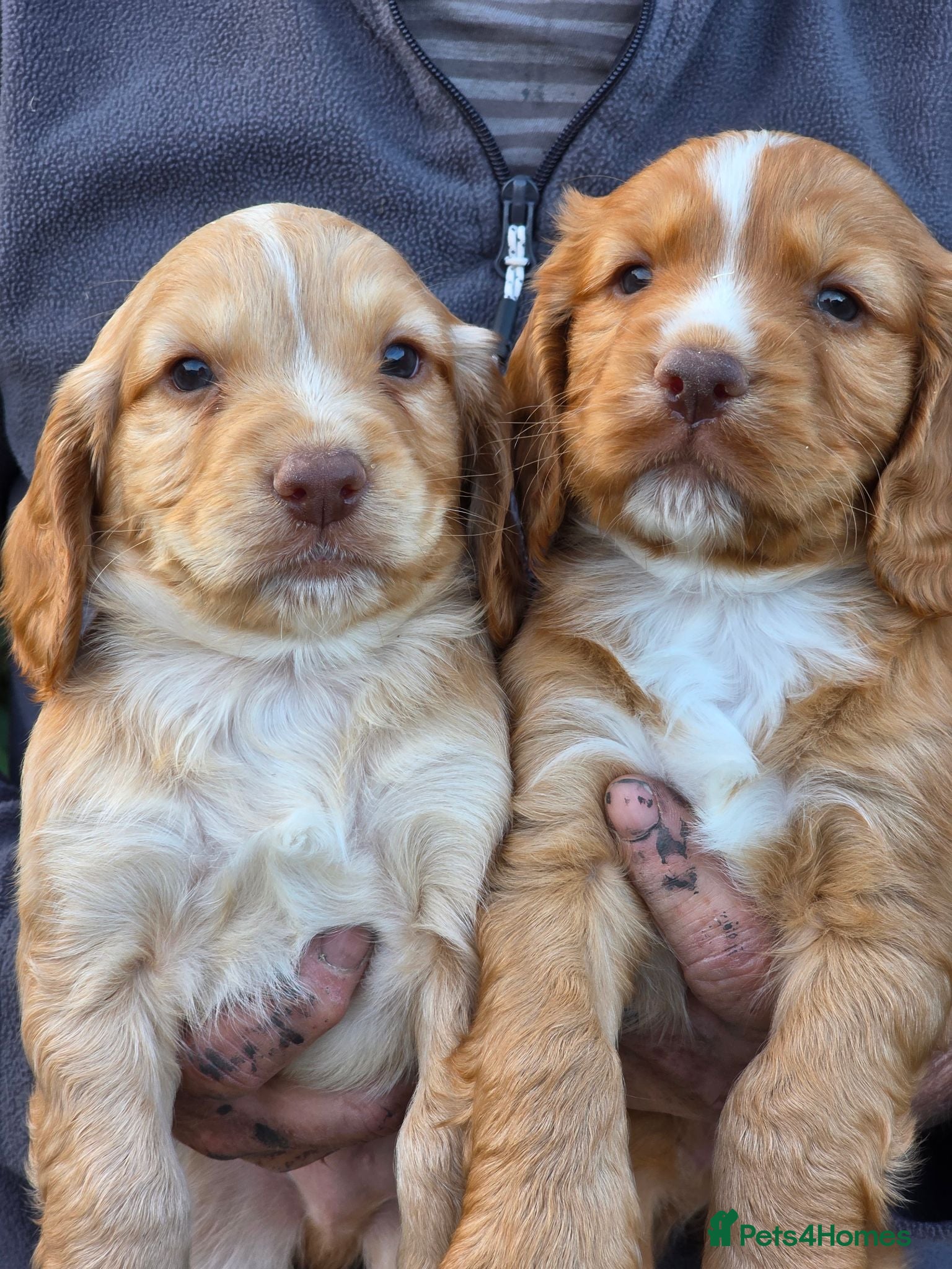 Cocker Spaniel dogs Beautiful Cocker Spaniel puppies - Advert 1