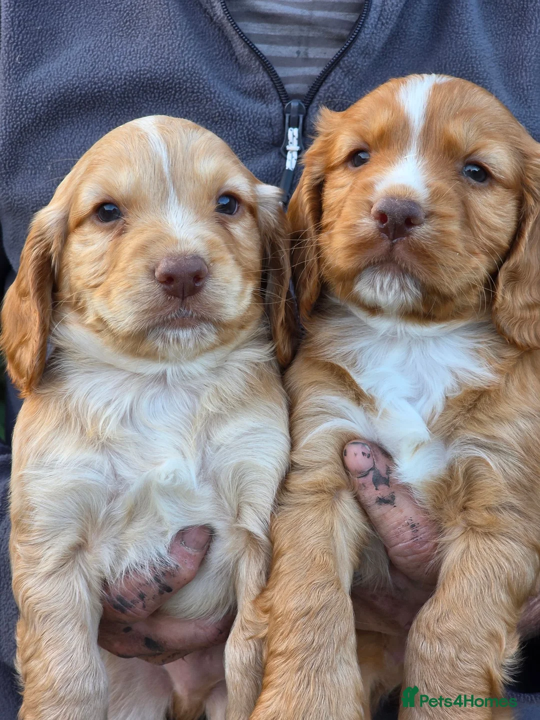 Cocker Spaniel dogs for sale: Beautiful Cocker Spaniel puppies - Advert 1
