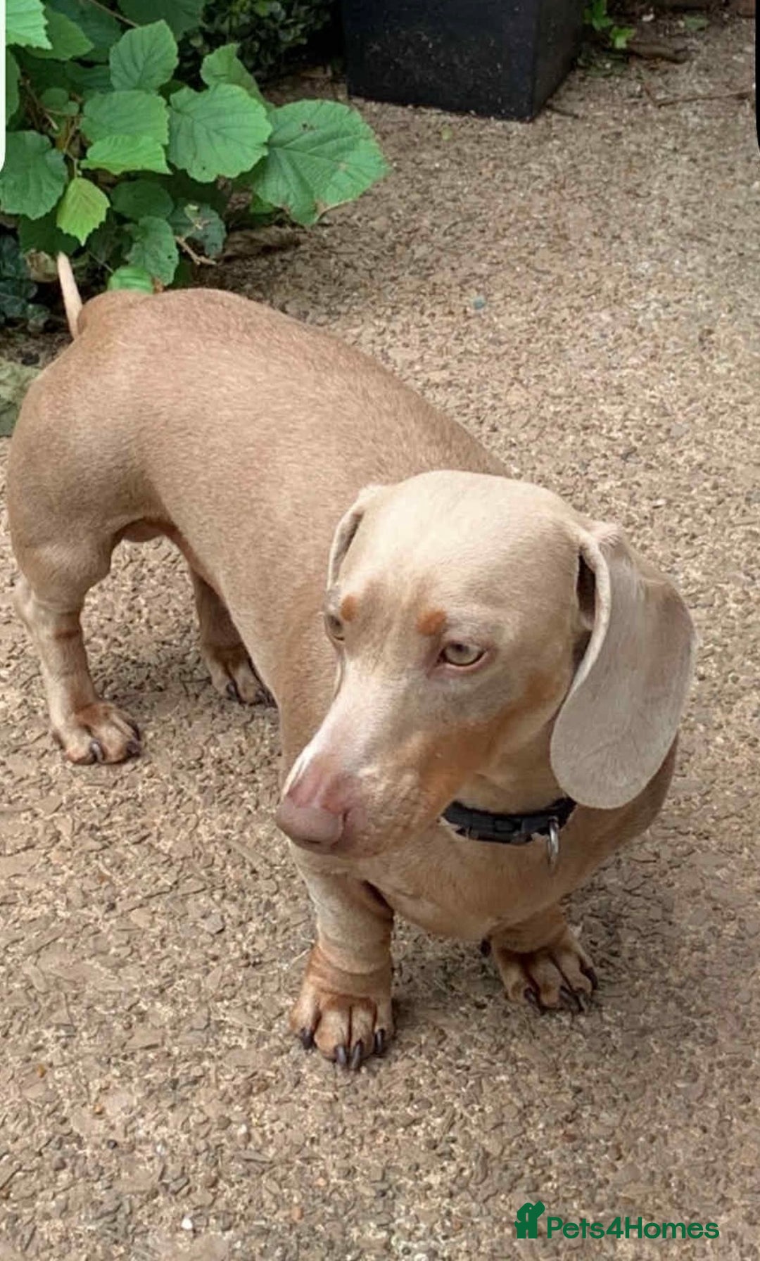 Dachshund dogs for sale: 2 Isabella dachshund puppies  - Image 15