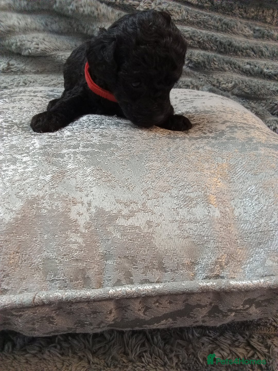 Jackapoo dogs for sale: Beautiful Jackapoos puppies - Advert 9