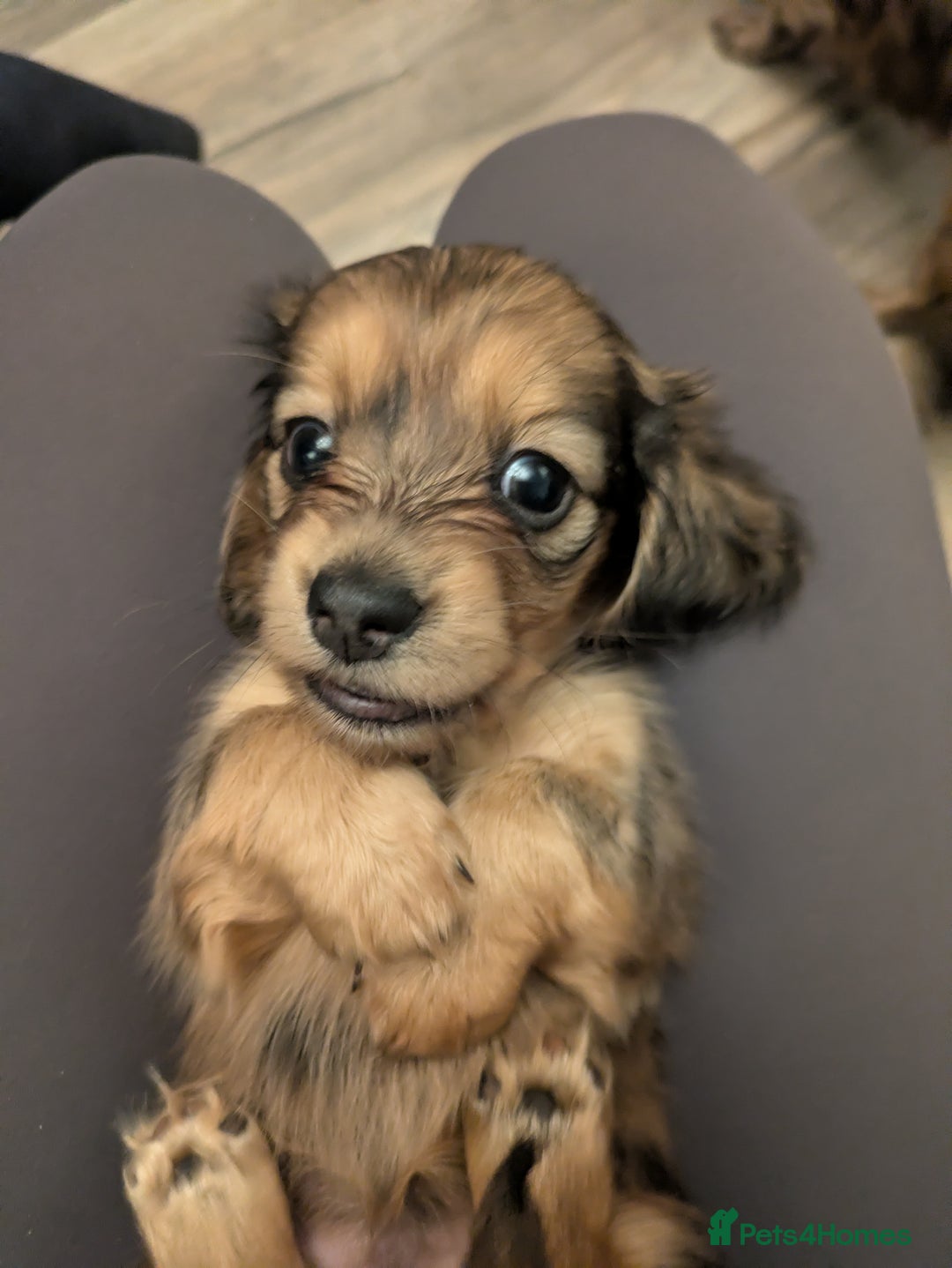 Miniature Dachshund dogs for sale: Long haired miniature dachshund - Advert 2