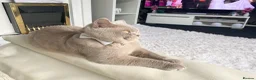 British Shorthair cats for sale: British short haired male adult for sale  - Advert 6