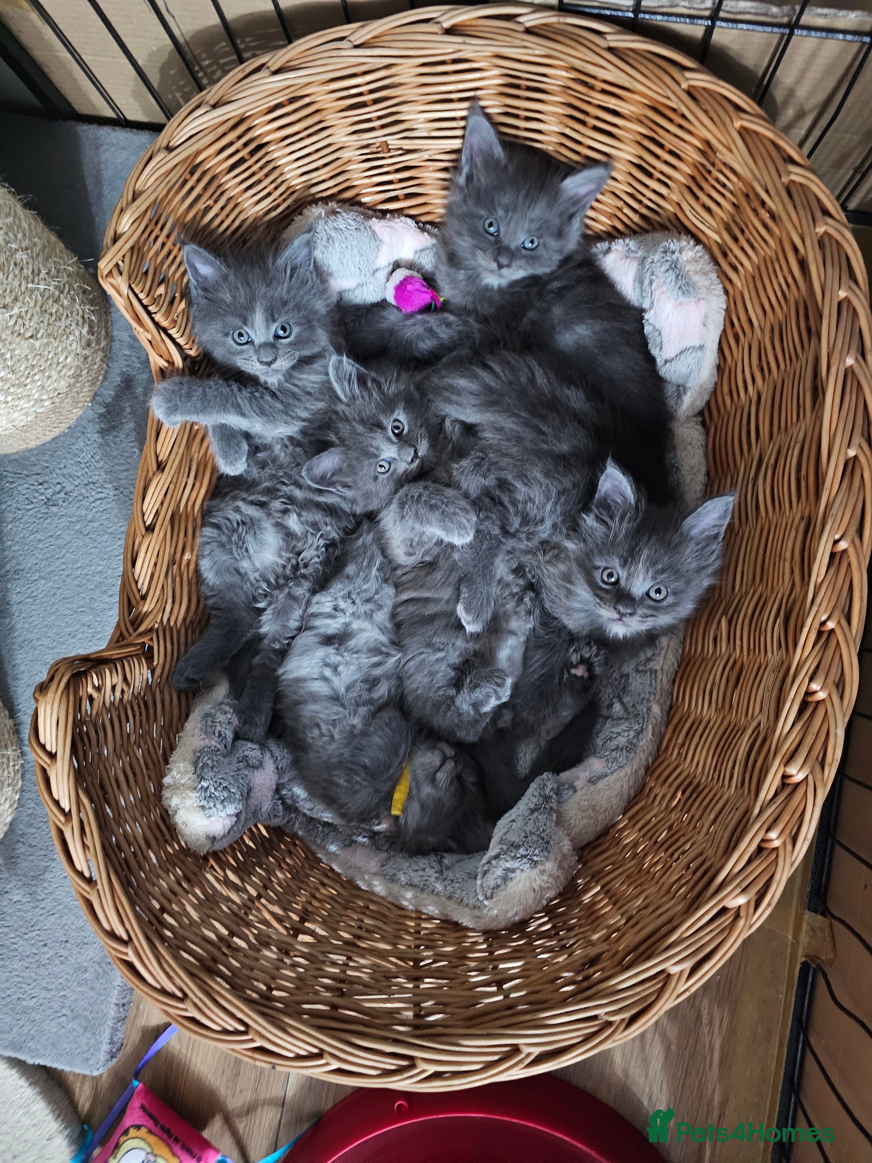 Maine Coon cats Blue Maine Coon kittens  - Advert 1