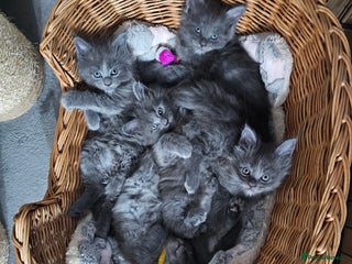 Maine Coon cats Blue Maine Coon kittens - Advert 1