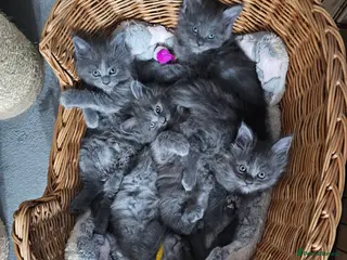 Maine Coon cats Blue Maine Coon kittens - Advert 15