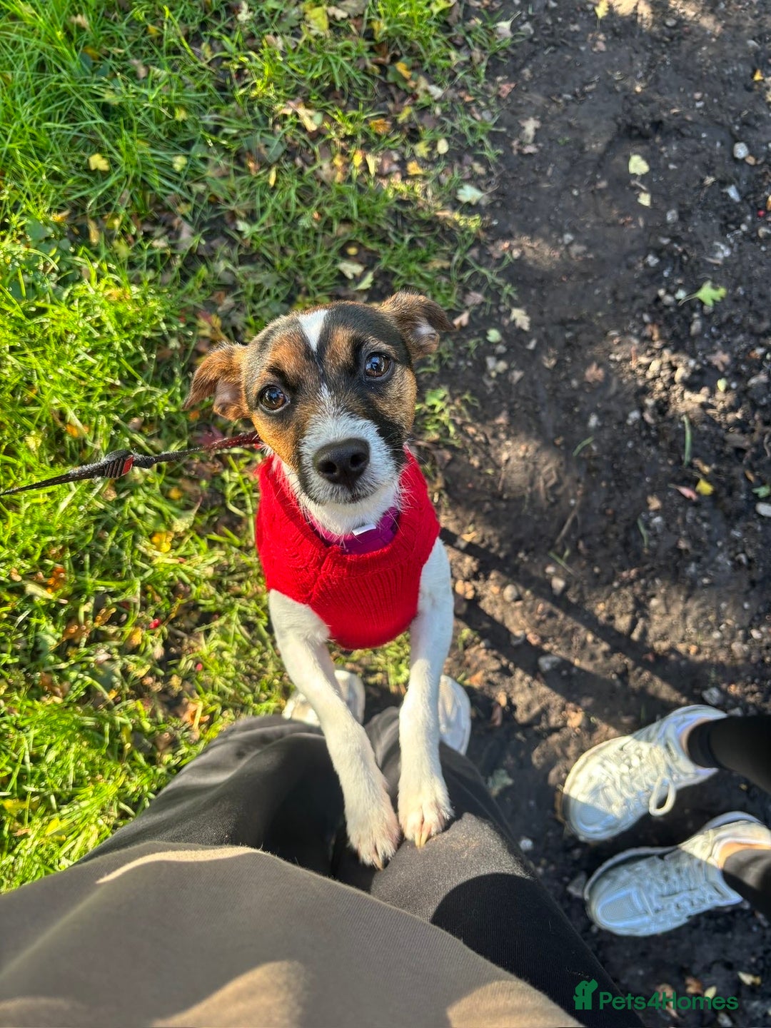 Mixed Breed dogs for sale: Patterjack dog rehome  - Advert 1