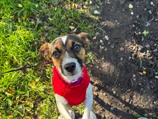 Mixed Breed dogs Patterjack dog rehome - Advert 1