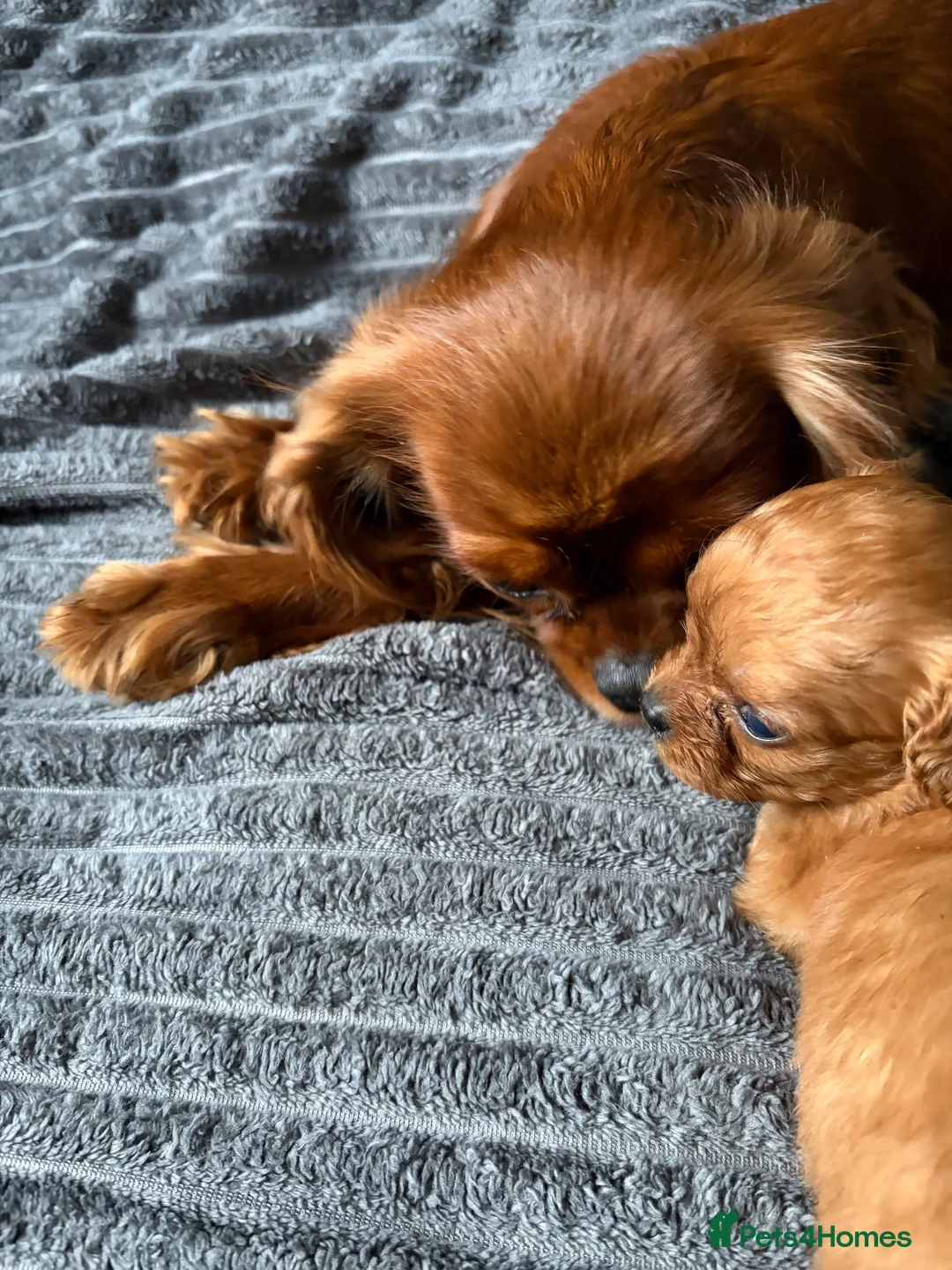 Cavapoo dogs for sale: Toy Cavapoo puppies- 3 boys & 3 girls  in Bristol - Advert 18