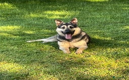 German Shepherd dogs for sale: **n Eu**an Shepherd - Image 2