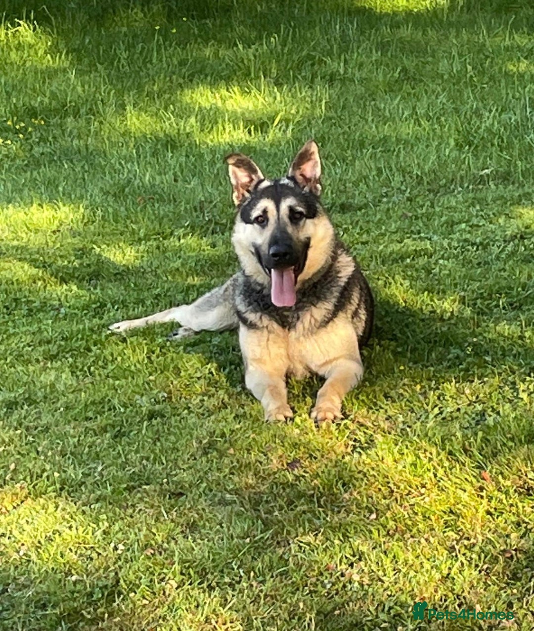 German Shepherd dogs for sale: **n Eu**an Shepherd - Image 2