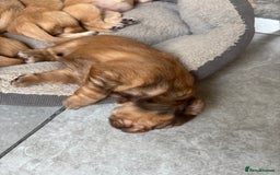 Mixed Breed dogs for sale: BEAUTIFUL CHi- SPANIEL PUPS - Image 3