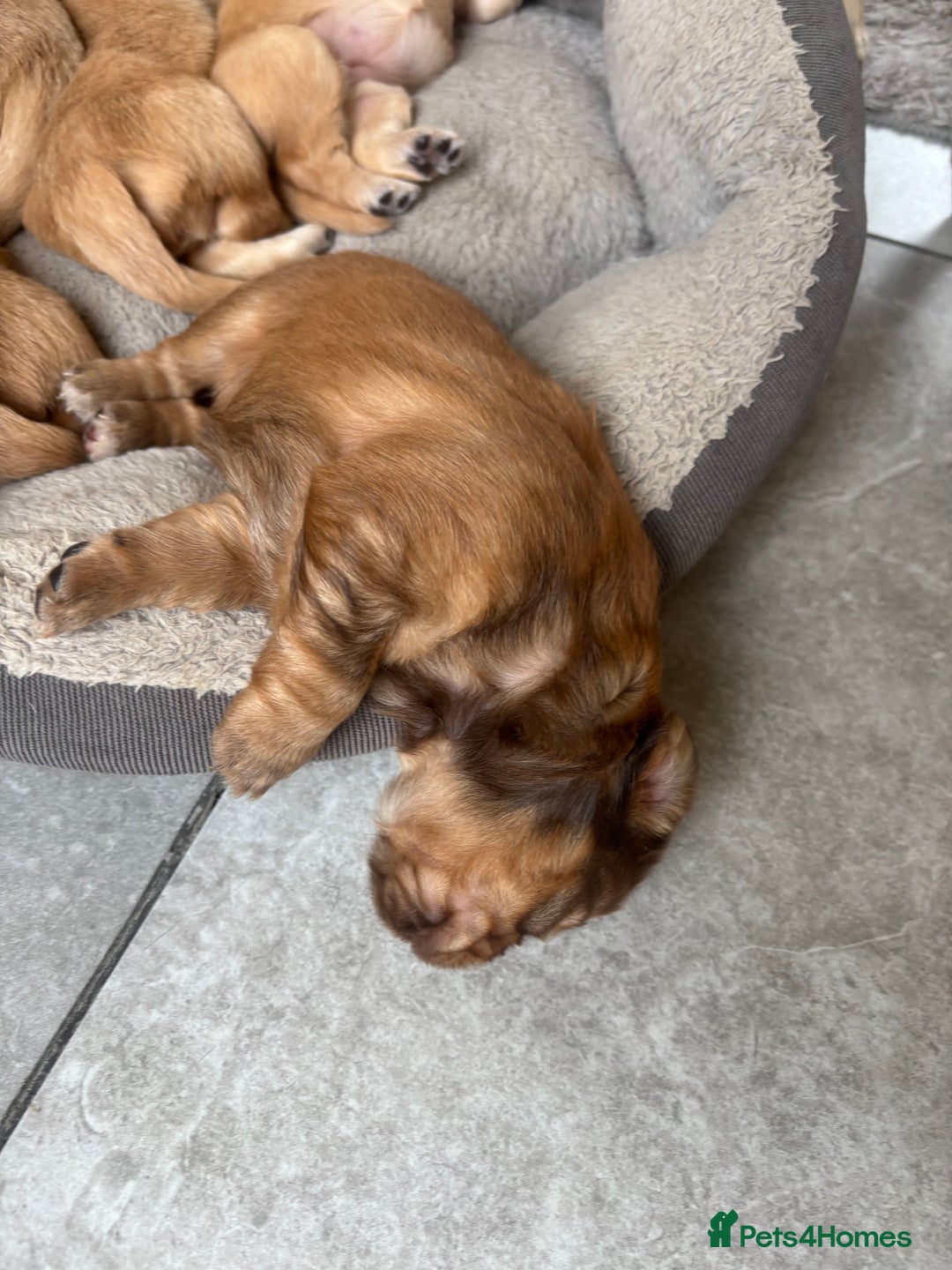 Mixed Breed dogs for sale: BEAUTIFUL CHi- SPANIEL PUPS - Image 3