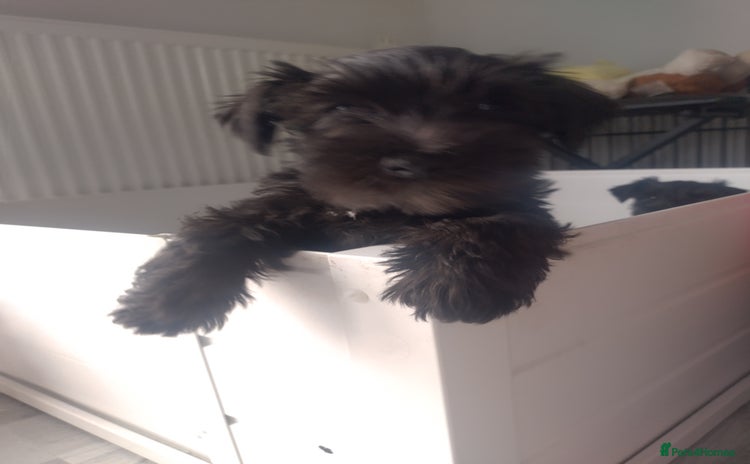 Miniature Schnauzer dogs - Advert 1