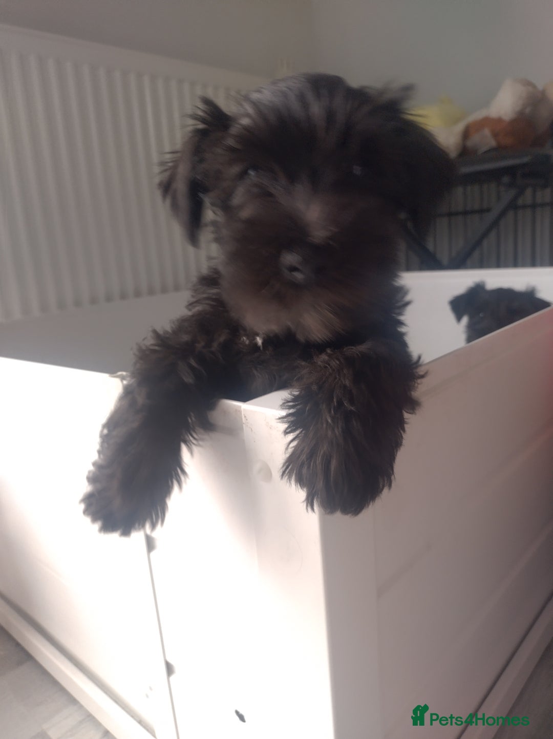 Miniature Schnauzer dogs for sale: Adorable miniature schnauzers ❤️❤️🏡  - Image 2