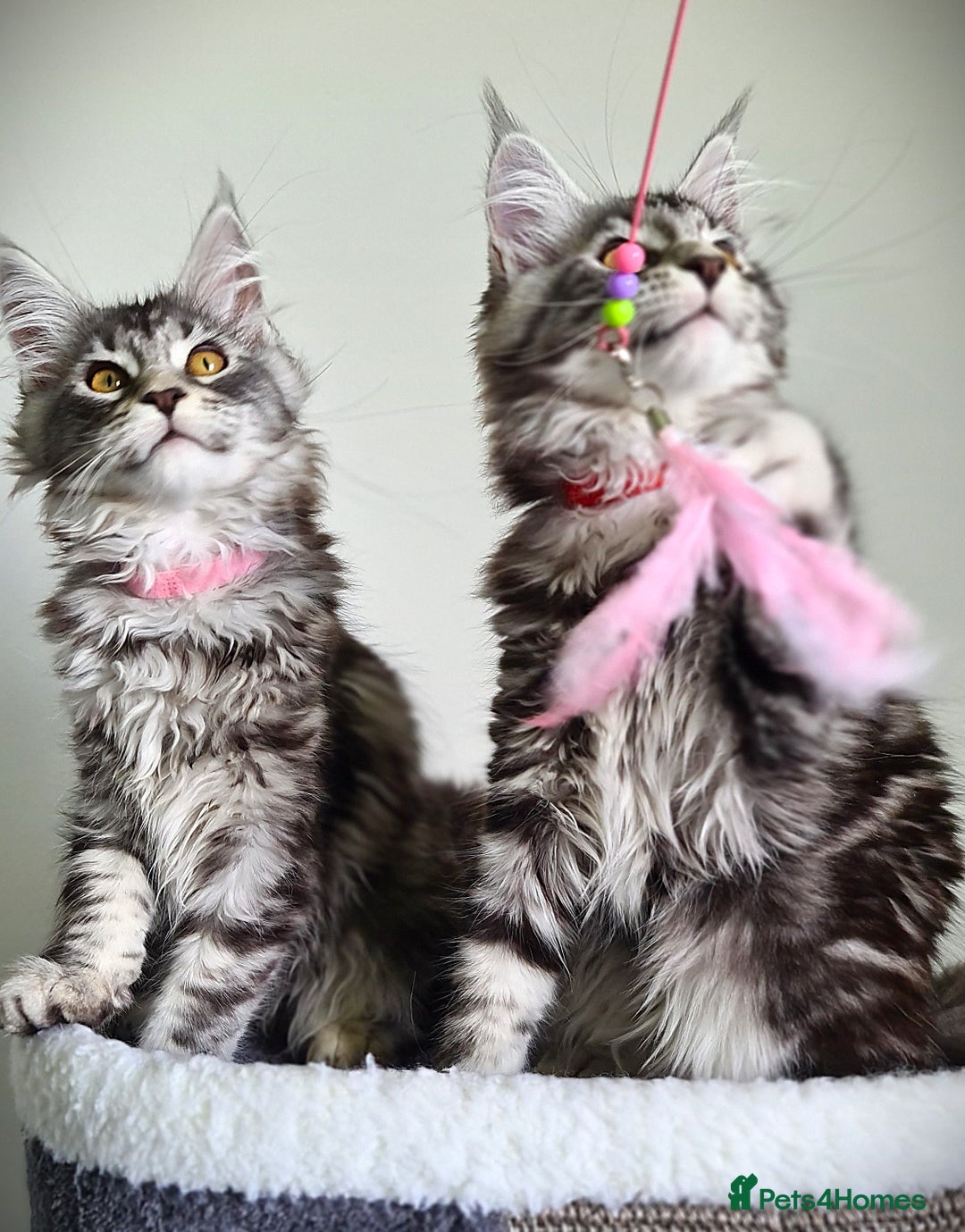 Maine Coon cats for sale: STUNNING XL PEDIGREE MAINE COON KITTENS  - Image 7