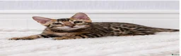 Bengal cats for sale: 🐆Adorable pedigree bengal kittens🐆 - Advert 5
