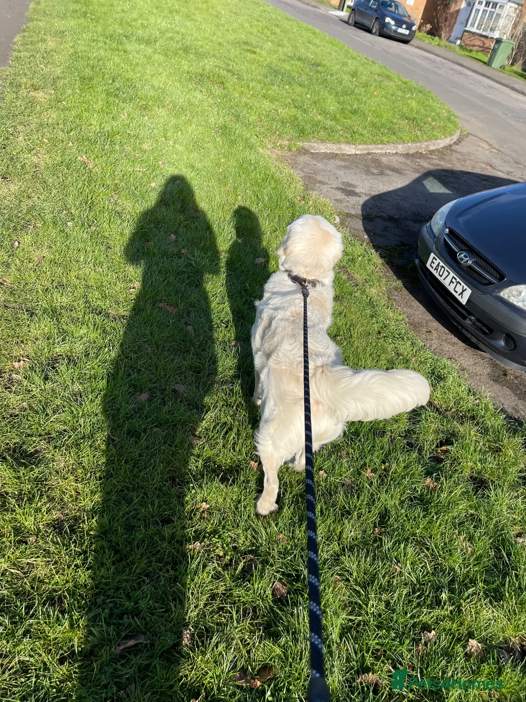 Golden Retriever dogs for stud: Milo would like to meet a girlfriend  in Barnsley - Advert 5