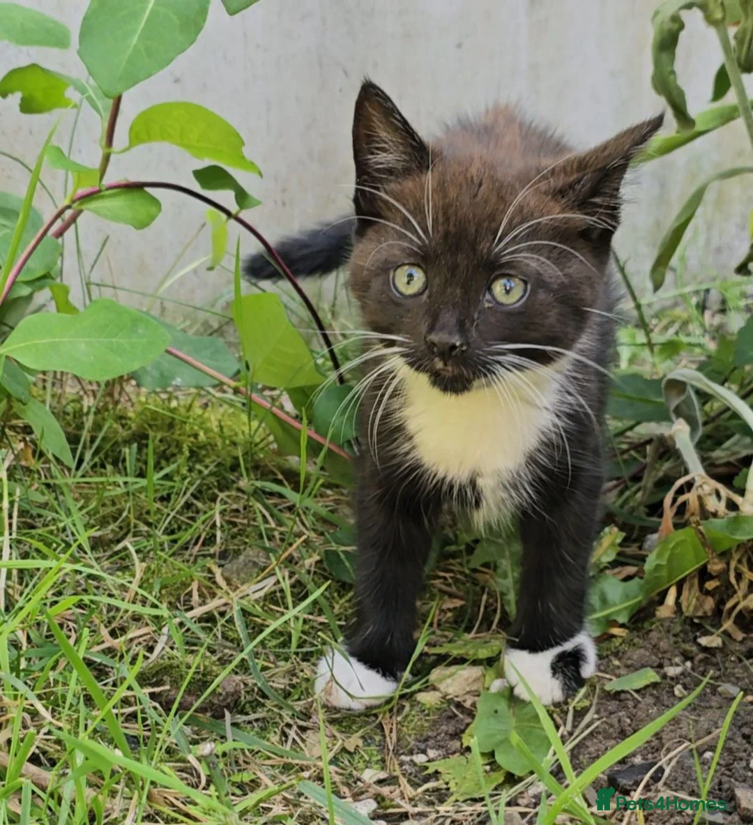 Mixed Breed cats for sale: Male kittens - Advert 2