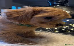 Maltipoo dogs for sale: Stunning litter of Maltipoo babies - just one left in Wokingham - Image 39