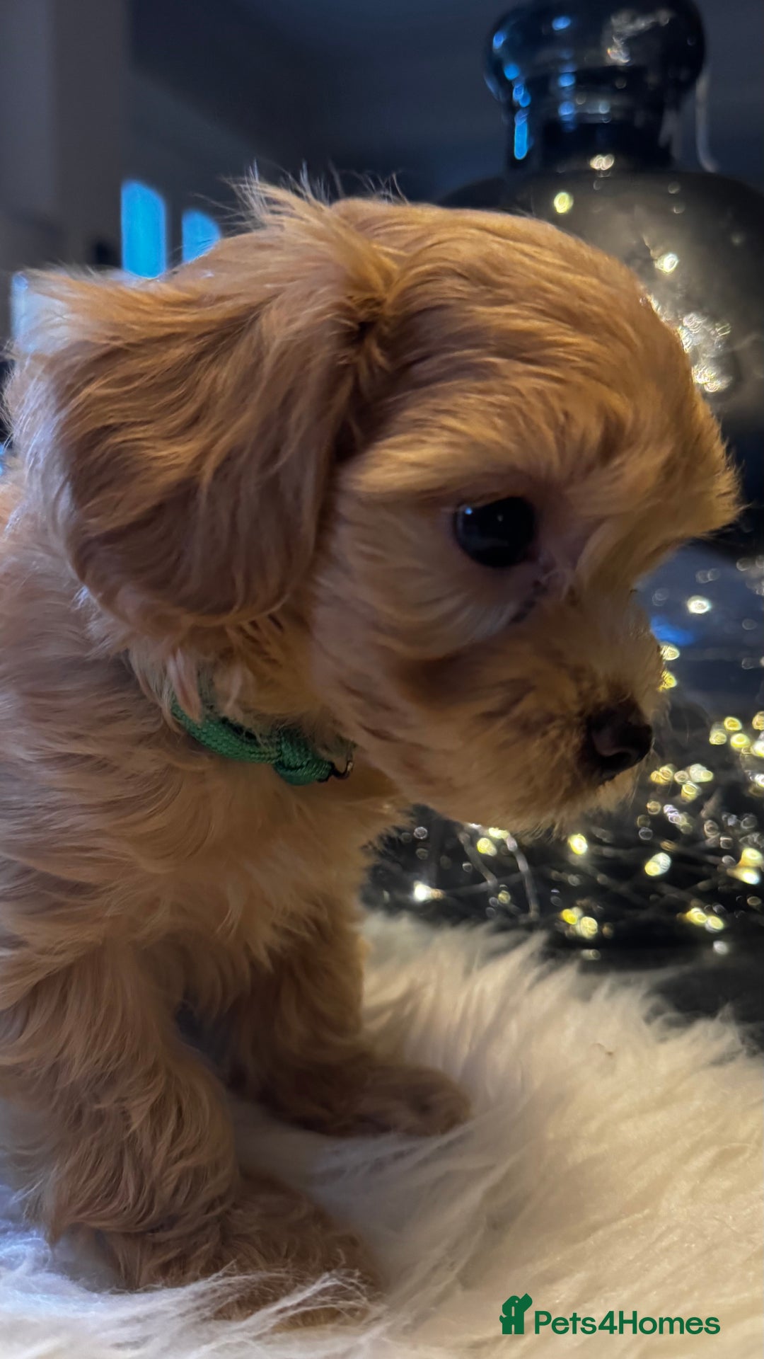 Maltipoo dogs for sale: Stunning litter of Maltipoo babies - just one left in Wokingham - Image 39