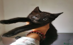 Bombay cats for sale: 6 beautiful Bombay kittens  - Image 22