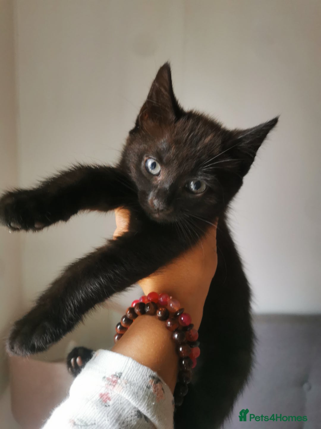 Bombay cats for sale: 6 beautiful Bombay kittens  - Image 22