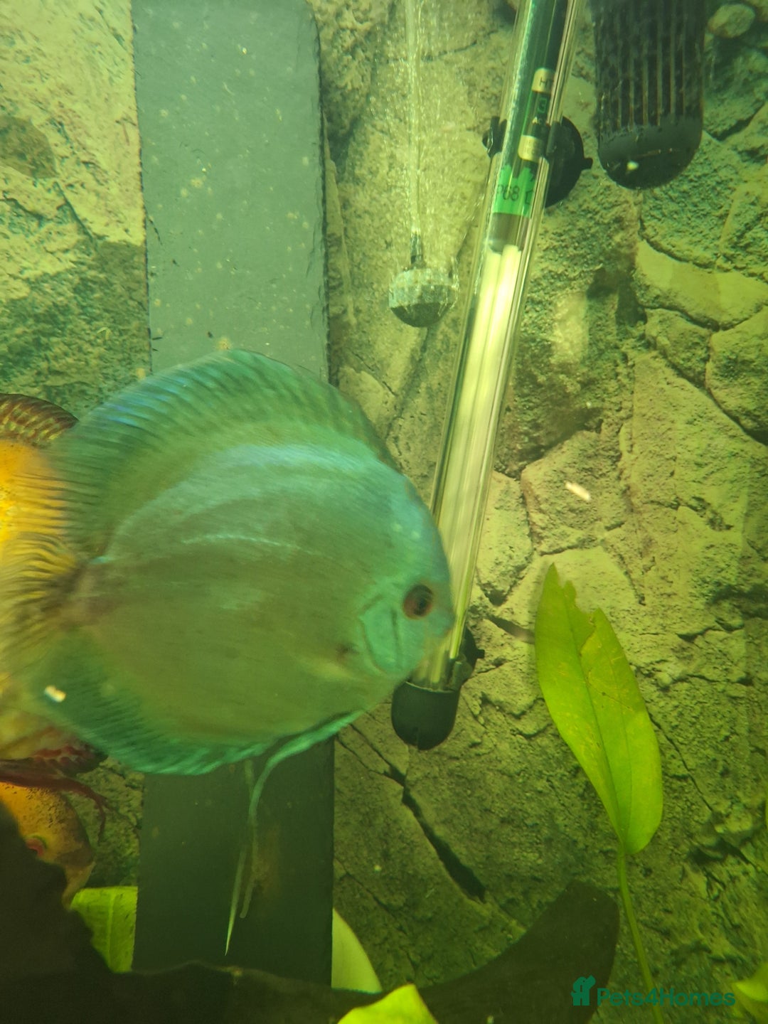 Discus fish for sale: Discus,  Well grown discus fish  - Image 6