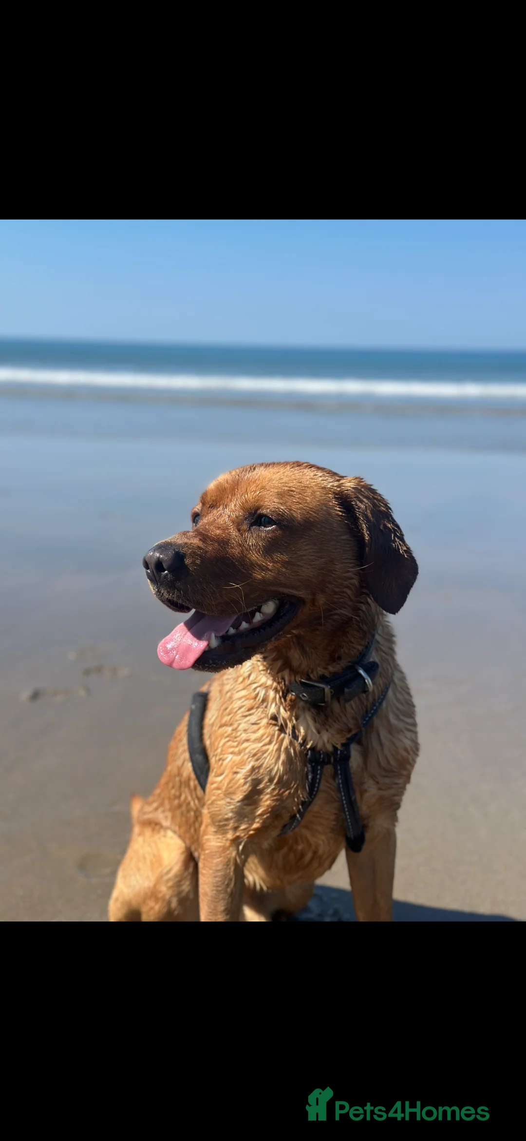 Labrador Retriever dogs for sale: Fox Red Labrador  - Advert 3