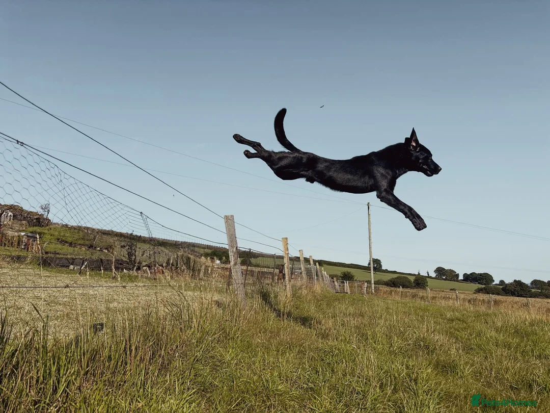 Labrador Retriever dogs for stud: Black Labrador stud in Stonehaven - Advert 2