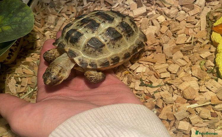 Tortoise reptiles - Advert 1
