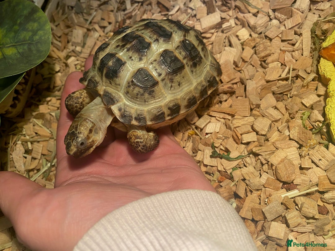 Tortoise reptiles for sale: Very Friendly Horsefield Tortoise - Image 1