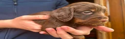Cocker Spaniel dogs for sale: Champion Bred Litter of Working Cocker Spaniels  - Advert 16