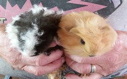 Guinea Pig rodents for sale: Long coated Guinea pigs  - Image 6