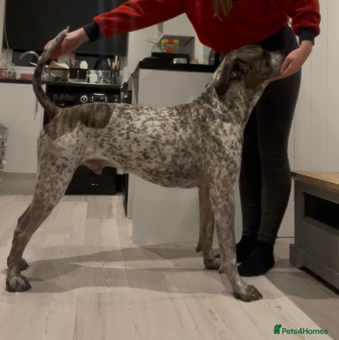 Mixed Breed dogs Colada the Daniff - Advert 1