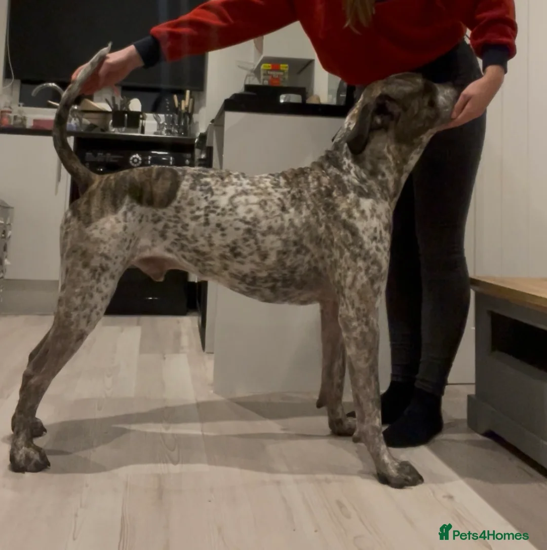 Mixed Breed dogs for sale: Colada the Daniff - Advert 1