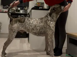 Mixed Breed dogs Colada the Daniff - Advert 13