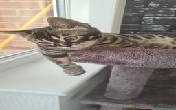Bengal cats for sale: Stunning charcoal little girl - Image 2