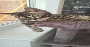 Bengal cats - Advert 10