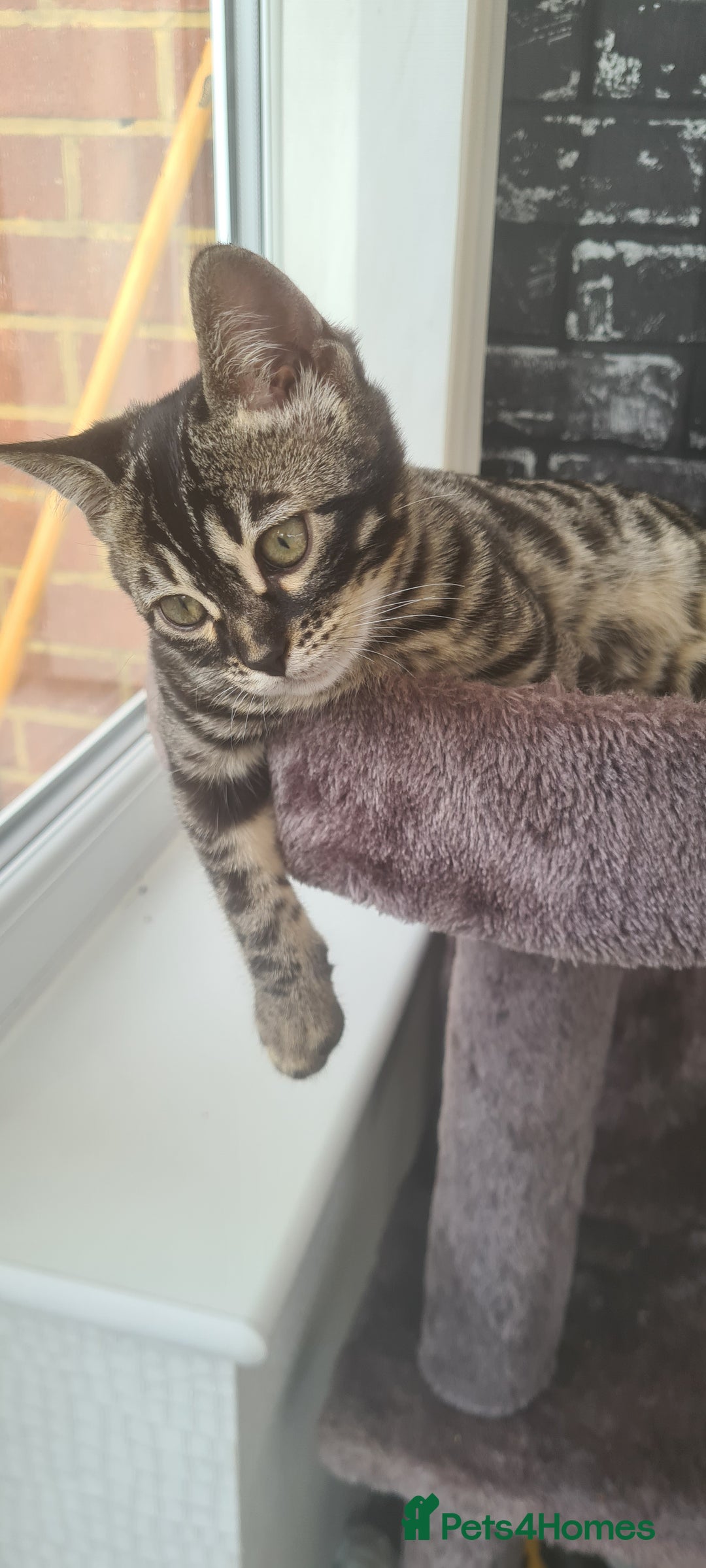 Bengal cats for sale: Stunning charcoal little girl - Image 2