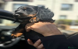 Miniature Dachshund dogs for sale: 1 last Black and Tan Male left!!!   in Watford - Image 8