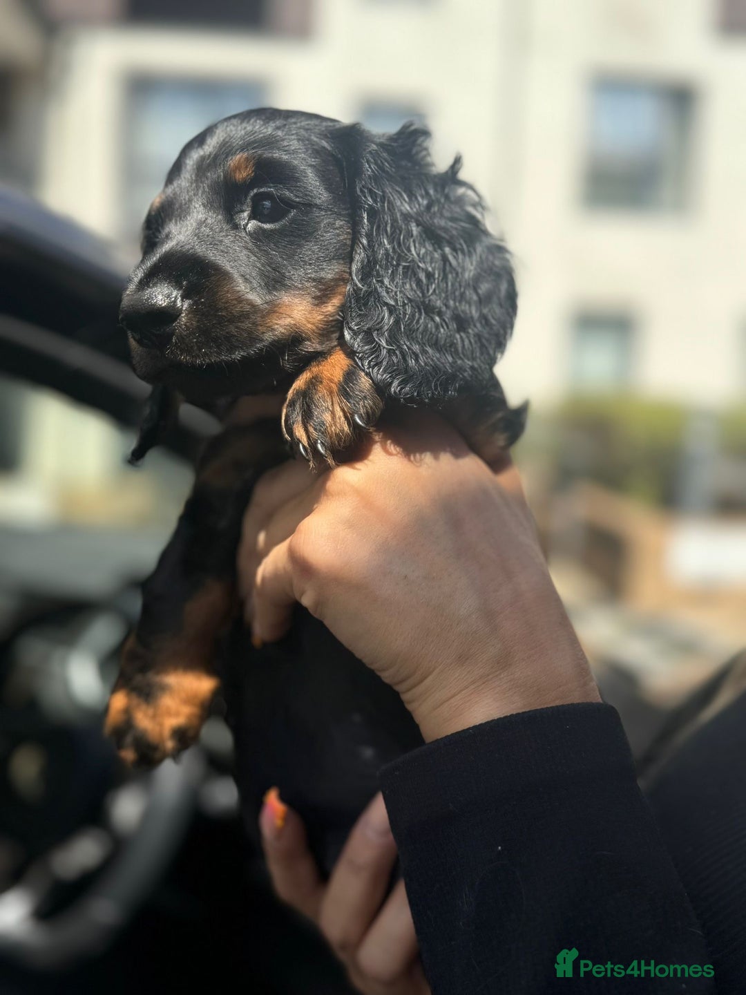 Miniature Dachshund dogs for sale: 1 last Black and Tan Male left!!!   in Watford - Image 8