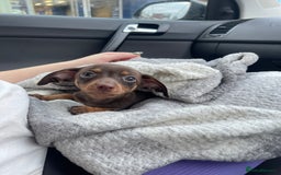 Mixed Breed dogs for sale: chiweenie pup for sale  - Advert 6