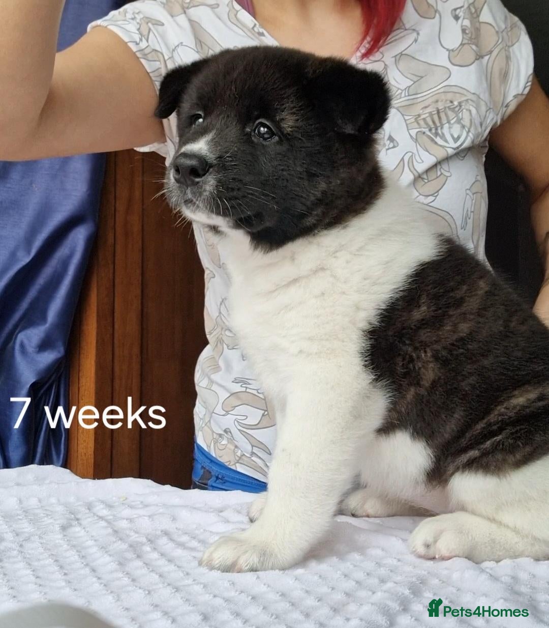 Akita dogs Pedigree mum,dad pure breed, 1 girl pup available  - Advert 4
