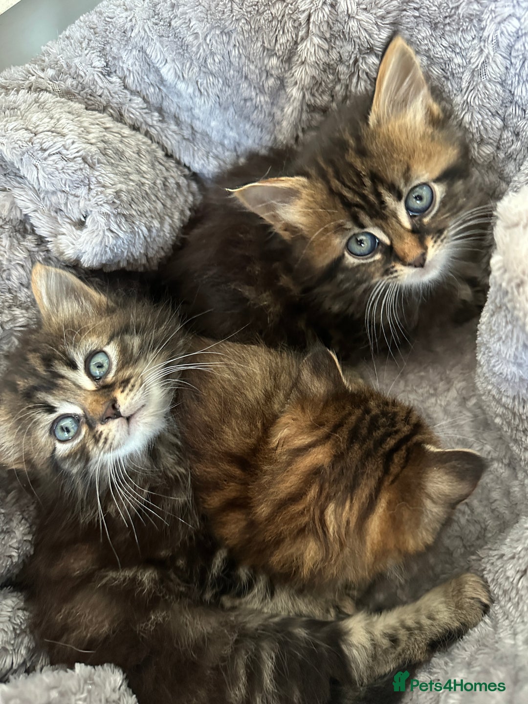 Mixed Breed cats for sale: Ragdoll Cross Kittens, 2 boys 1 girl - Advert 4