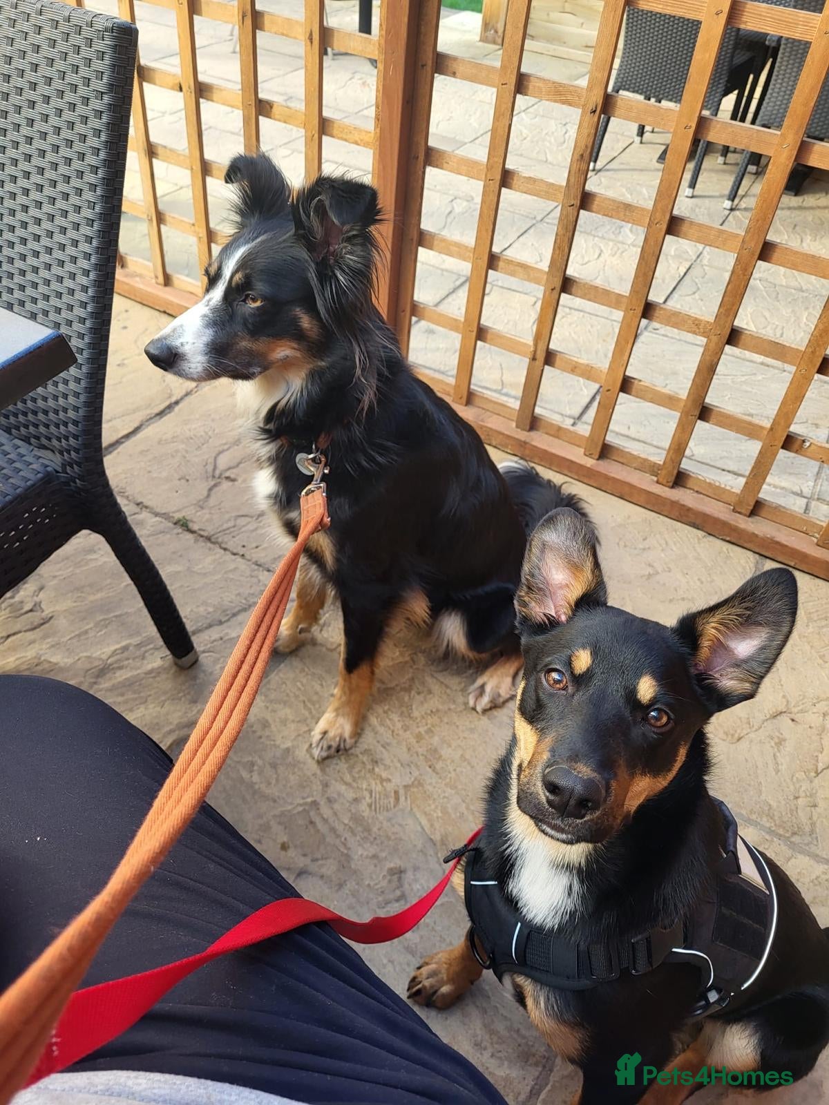 Mixed Breed dogs Loving Home Needed for Kelpie-Border Collie Mix - Advert 5