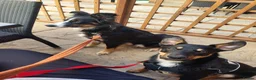 Mixed Breed dogs for sale: Loving Home Needed for Kelpie-Border Collie Mix in Northampton - Advert 1
