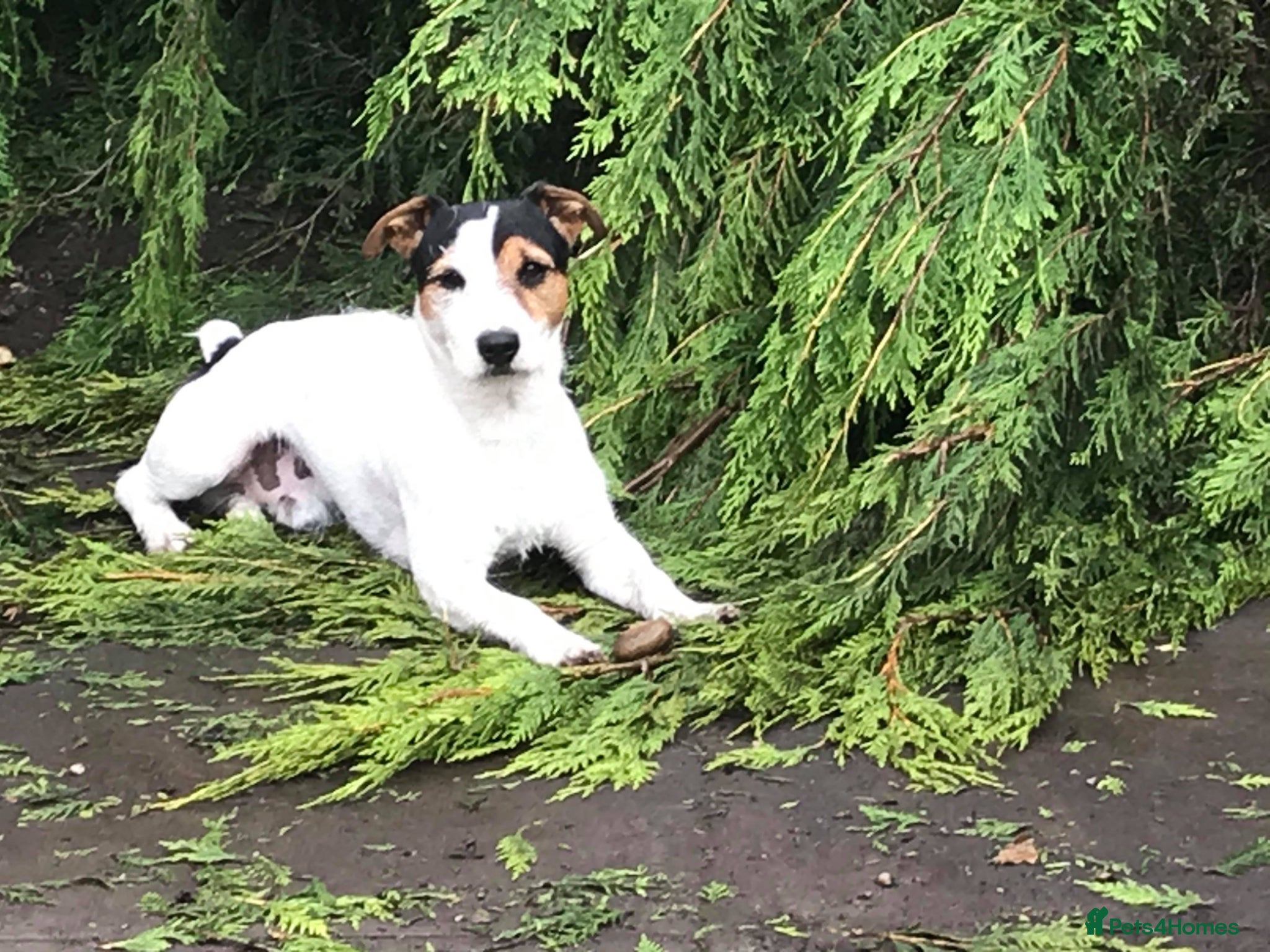 Jack Russell dogs Jack Russell Bruce in need of rehoming  - Advert 1