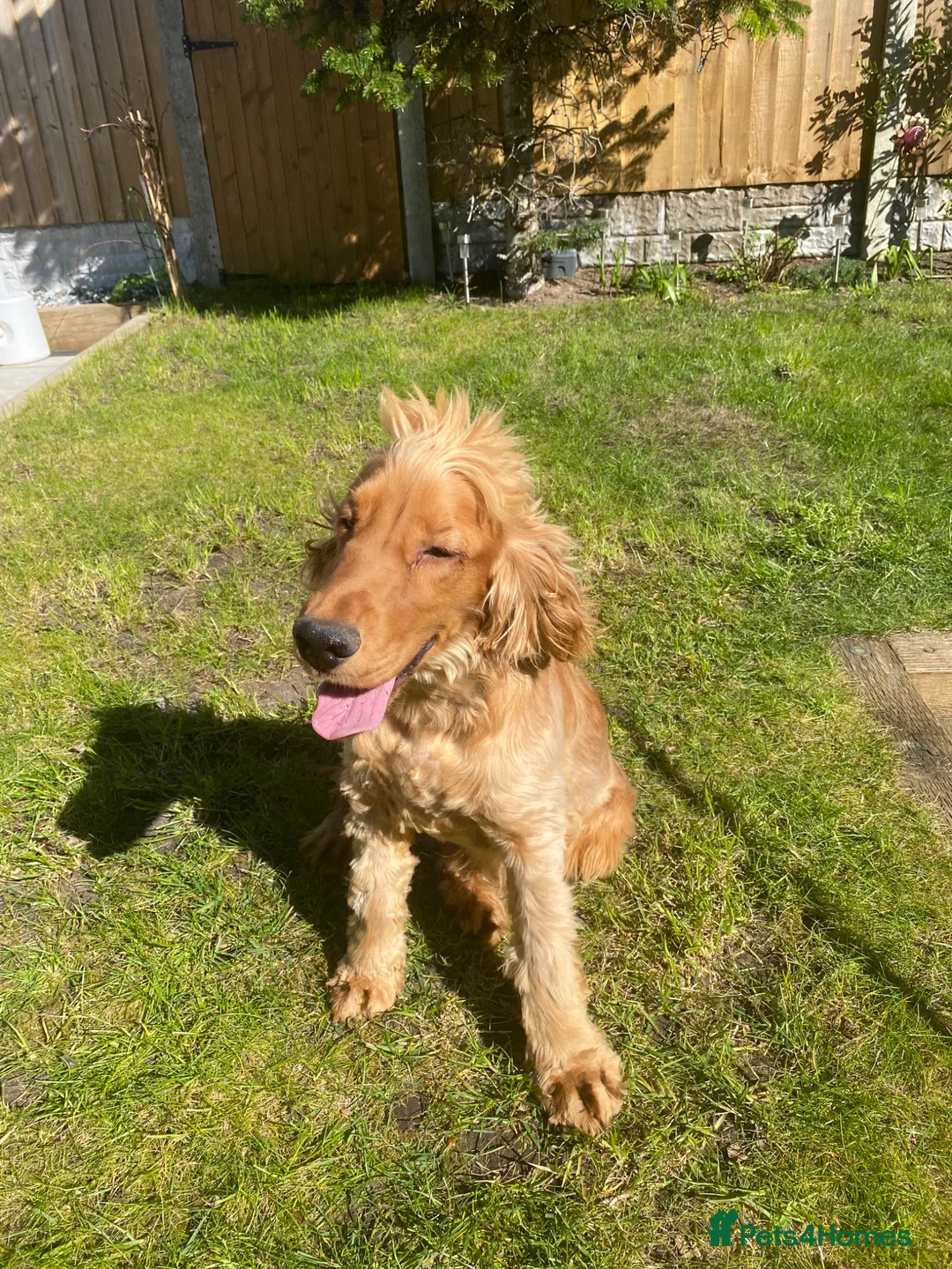 Cocker Spaniel dogs for stud: KC Registered Stud Show Type cocker Spaniel - Advert 2