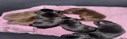Labrador Retriever dogs for sale: Labrador puppies for sale  in Widnes - Advert 13